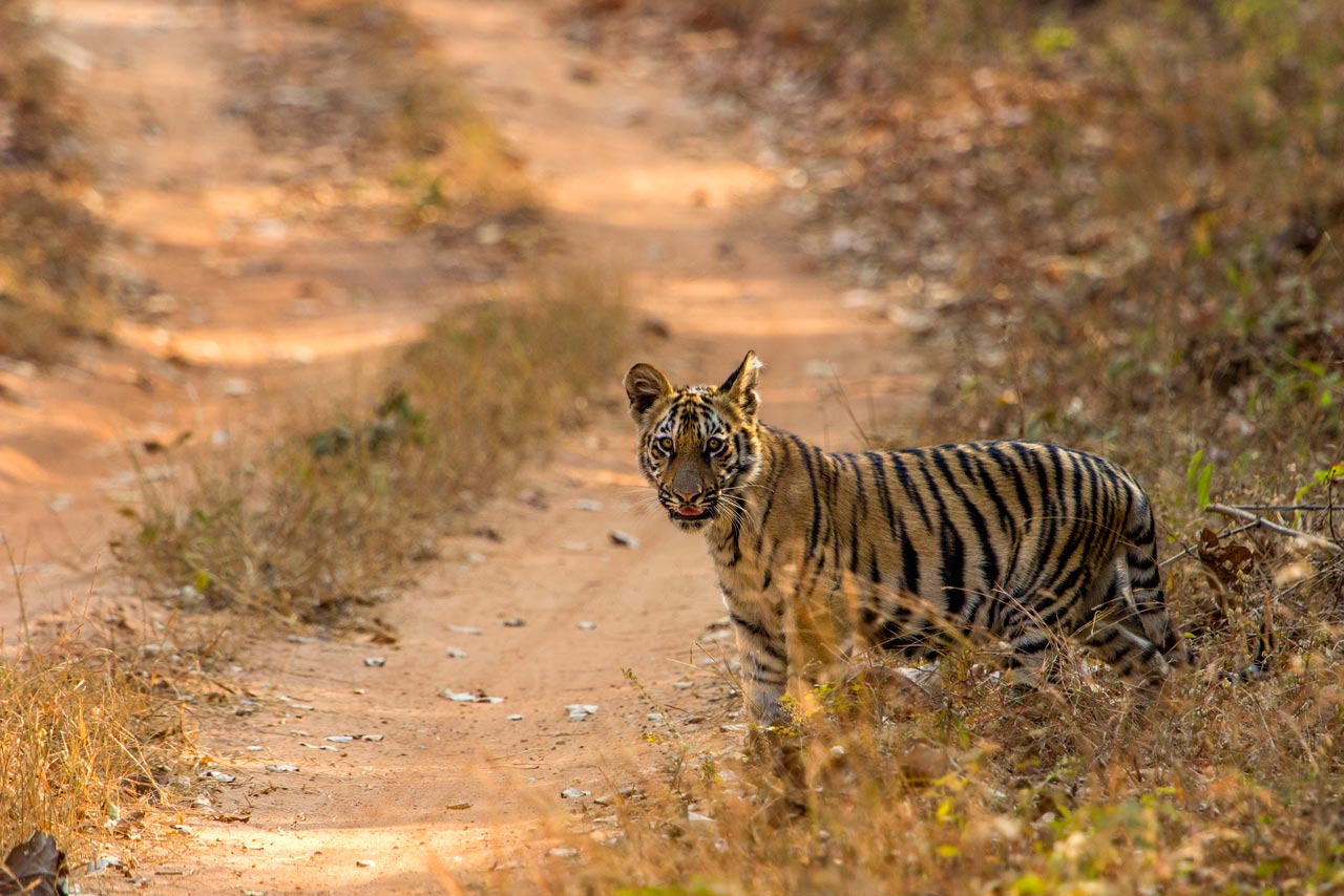 Tadoba Andhari National Park