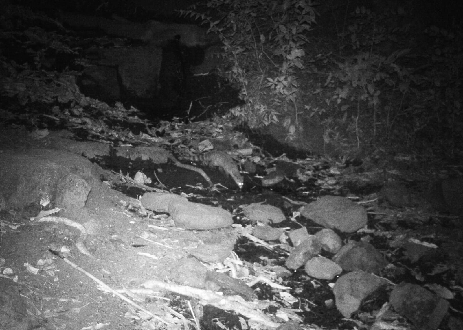 Tiger in the forest of Shillim Estate, Western Ghats — wildlife conservation project