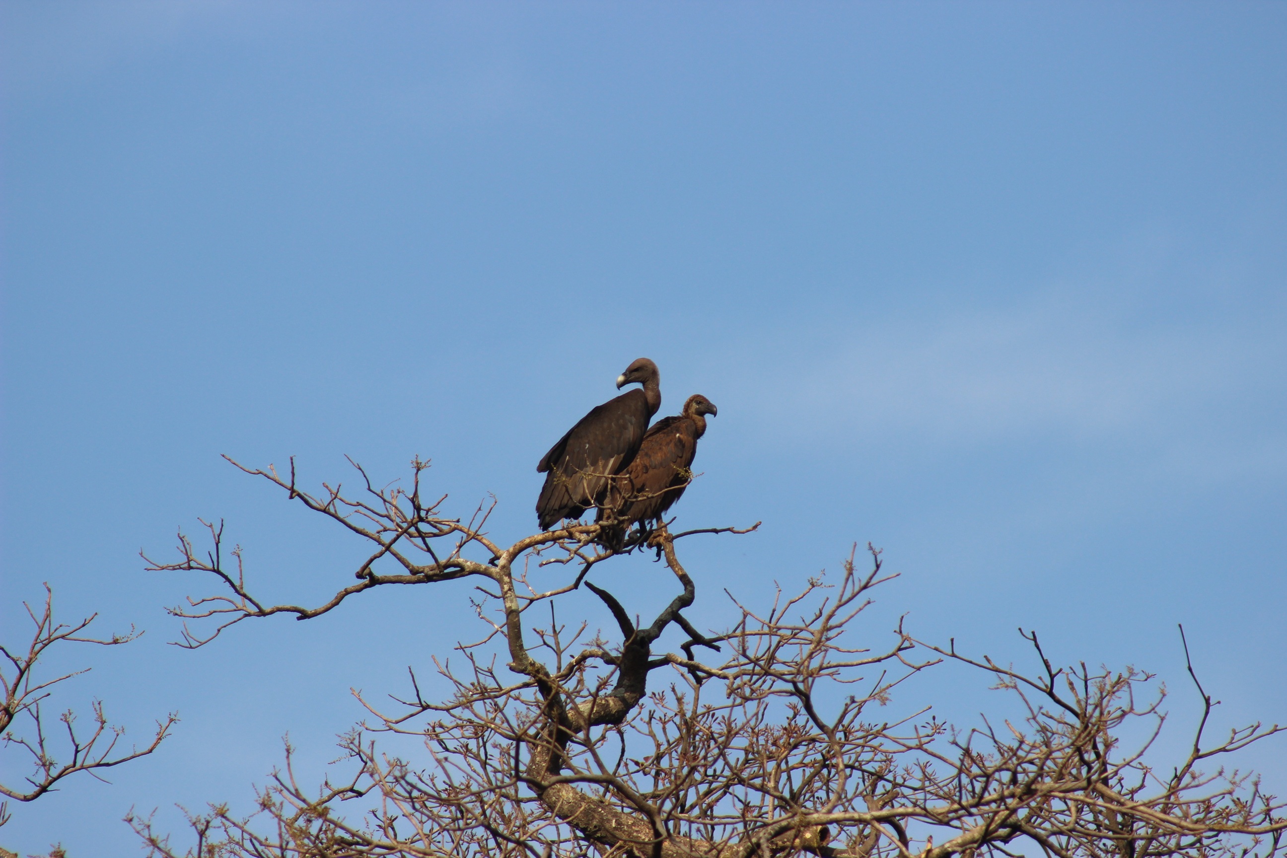 Vultures in Central India — Indian wildlife photography