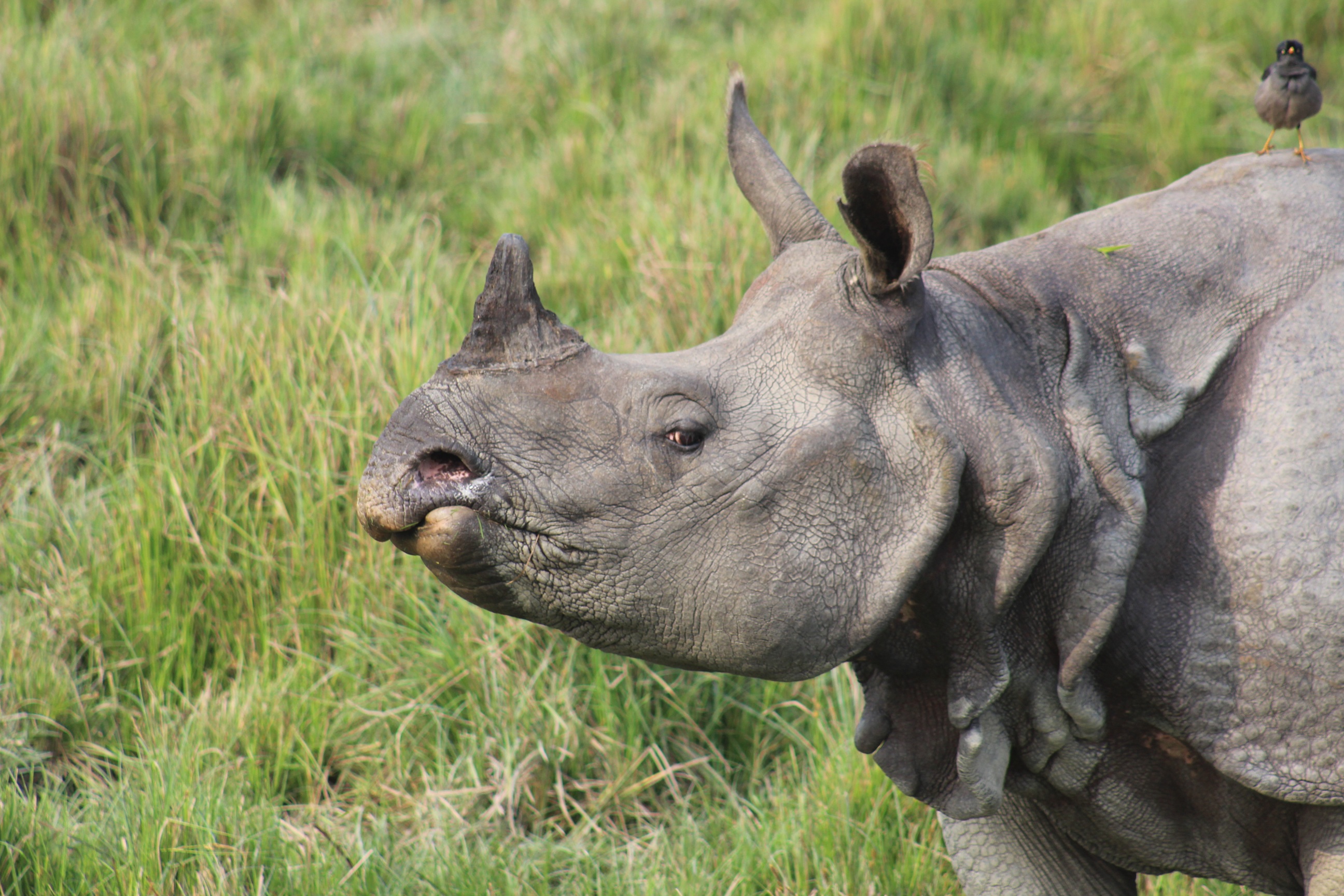 Rhino at Kaziranga — Indian wildlife photography