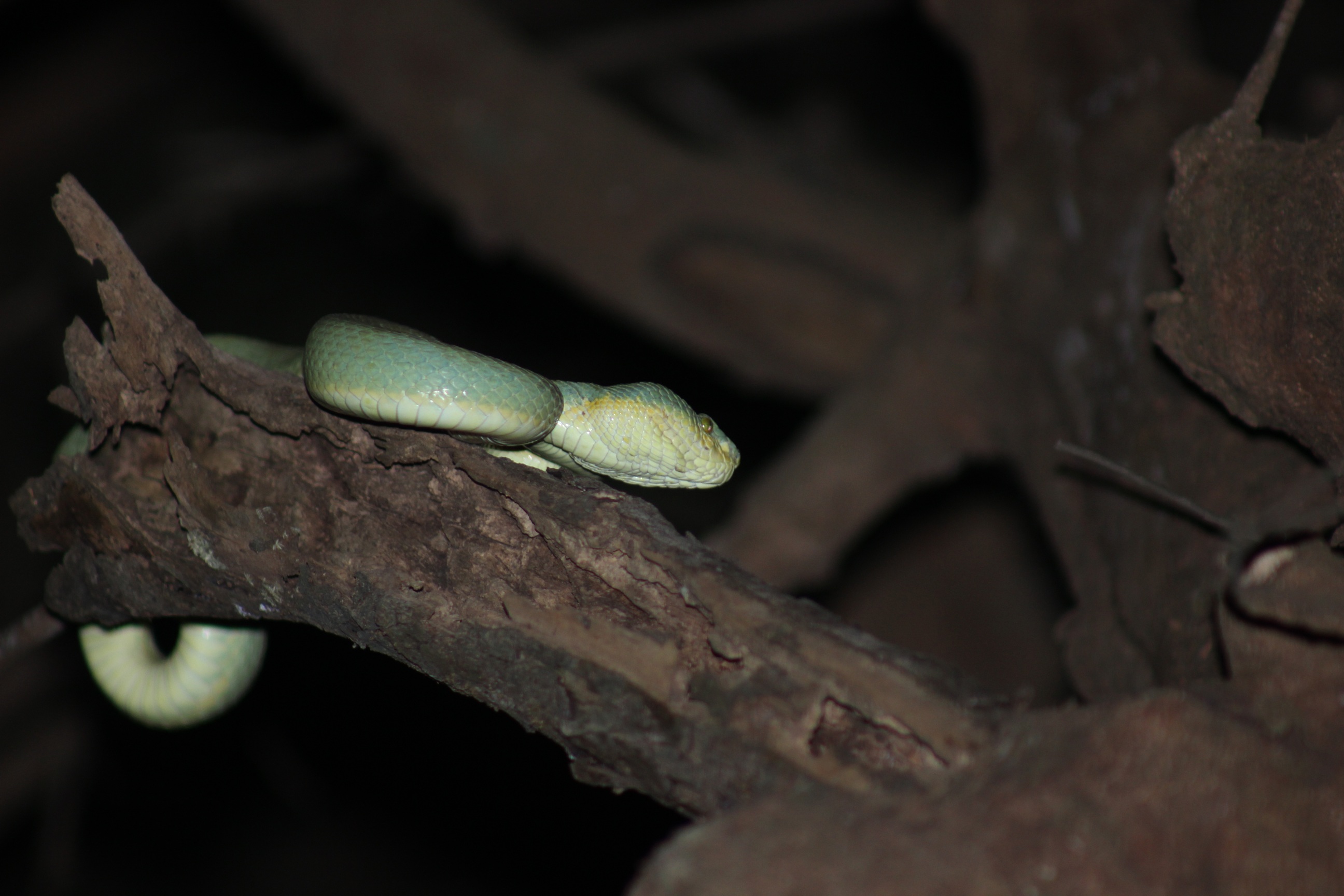 Bamboo Pit Viper at Shillim — Indian wildlife photography