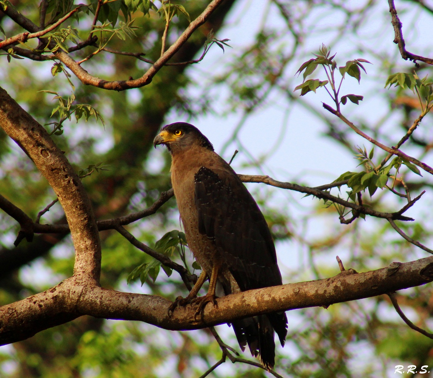 Eagle at Tadoba — Indian wildlife photography